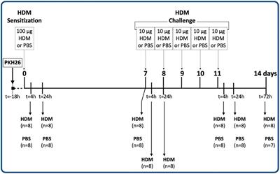 Explaining the polarized macrophage pool during murine allergic lung inflammation